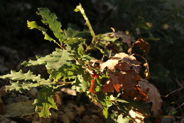 Plante en bord de randonn&eacute;e au coucher du soleil