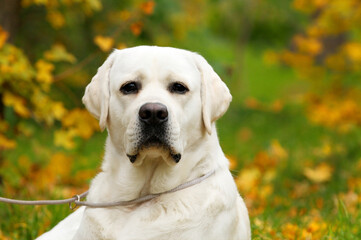 yellow labrador retriever in summer close up