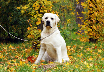 yellow labrador retriever in summer close up