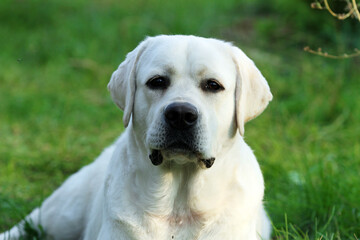 yellow labrador retriever in summer close up
