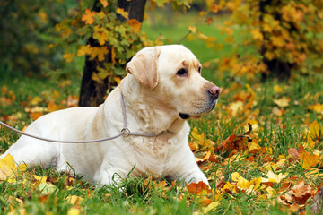 yellow labrador retriever in summer close up