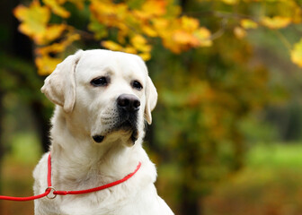 yellow labrador retriever in summer close up