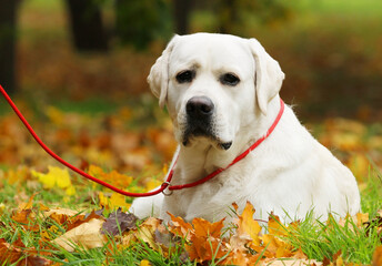 yellow labrador retriever in summer close up