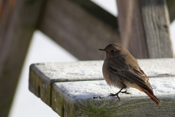 Black Redstart