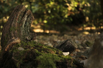 Vieil arbre mort avec mousse sauvage, nature onirique, forêt enchantée féérique, de près avec golden hour.