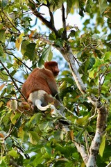Male proboscis monkey on a tree