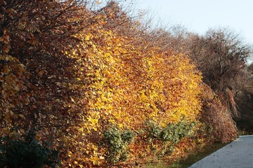 golden leaves of beech tree at autumn in park