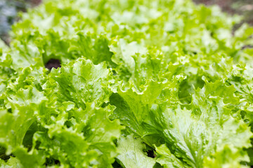 a close-up of a vibrant green lettuce leaf