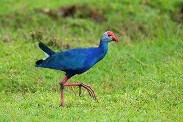 The grey-headed swamp hen (Porphyrio poliocephalus), Yala National Park Sri Lanka