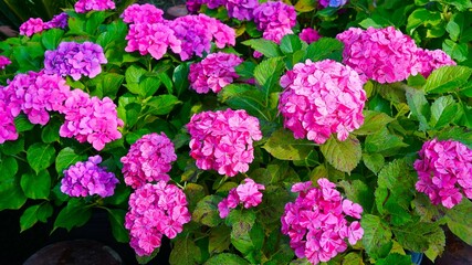 Hydrangeas in full bloom and in brilliant colors