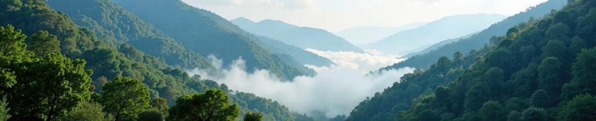 Naklejka premium Mists rise from valley floor amidst towering trees, foliage, valley