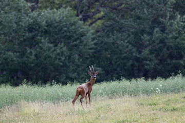 Roe Deer
