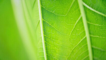 Macro Close-Up of a Vibrant Green Leaf Showing Intricate Veins and Detailed Texture. Nature's Natural Network for Photosynthesis, Biophilic Design Inspiration, and Eco Friendly Visual Concepts