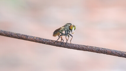 Robber fly (Ommatius) perched on a wire with a blurred background. macro photography