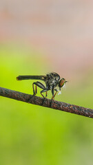 Robber fly (Ommatius) perched on a wire with a blurred background. macro photography