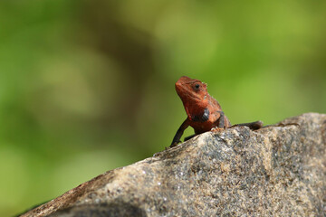 Lizard