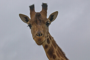 Obraz premium A giraffe stares straight into the camera, its large eyes full of wonder. Its patterned fur contrasts beautifully against the sky. The animal's graceful features and unique horns are on full display.