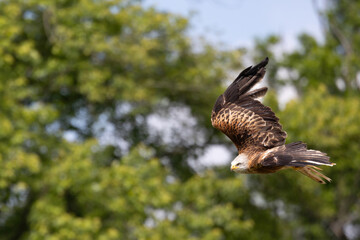 Rotmilan im Sturzflug