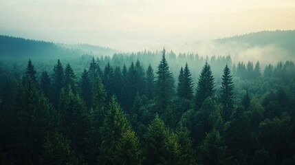 Fototapeta premium A breathtaking aerial view of an expansive evergreen forest stretching to the horizon.