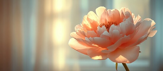 Peach peony flower in soft sunlight near window.