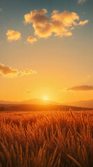 Obraz premium Golden sunset over wheat fields with clouds, perfect nature phone wallpaper.