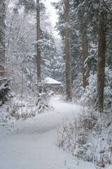Winter background, fresh snow, selective focus background image, winter outdoors