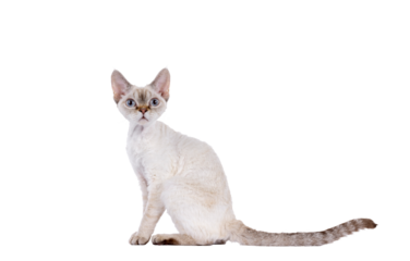 Adorable Devon Rex cat kitten, sitting up side ways. Looking curious towards camera with blue eyes. Isolated cutout on a transparent background.