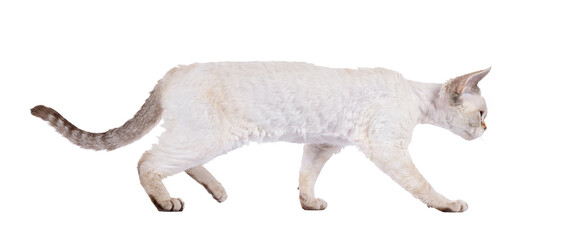 Adorable Devon Rex cat kitten, walking side ways. Looking straight ahead away from camera showing profile. Isolated cutout on a transparent background.