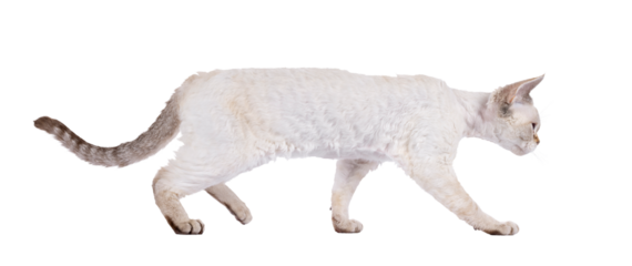 Adorable Devon Rex cat kitten, walking side ways. Looking straight ahead away from camera showing profile. Isolated cutout on a transparent background.