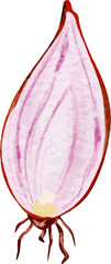 Watercolor Onion/ Shallot Illustration