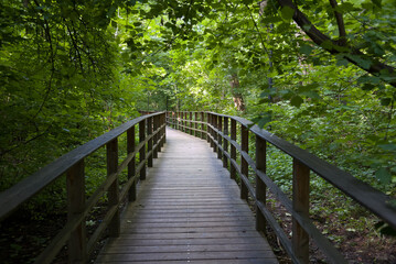 Fototapeta premium Wooden footpath in the woods