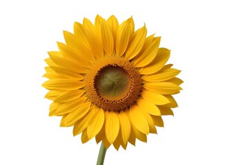 Fototapeta premium A yellow sunflower with vibrant petals