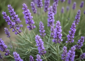 Obraz premium A purple lavender bush with delicate flowers