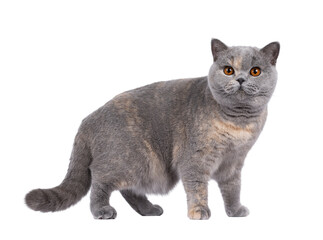 Excellent young blue tortie British Shorthair cat, standing side ways. Looking towards camera with deep orange eyes. Isolated cutout on a transparent background.