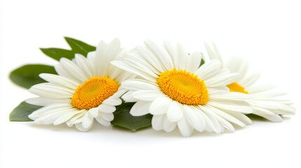Fototapeta premium Daisies with Green Leaves Isolated on White Background, Floral Design, Botanical Illustration, Nature Concept for Decor, Gardening, and Art Projects.