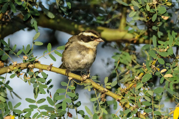 Ringed Warbling Finch, Poospiza torquata, in Calden Forest environment, La Pampa Province, Argentina.