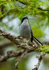 Masked Gnatchatcher (Polioptila dumicola).Iberà Marshes, La Pampa, Argentina