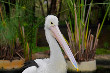 Pelicans are giant birds which can be found in Caversham Wildlife Park, Australia.