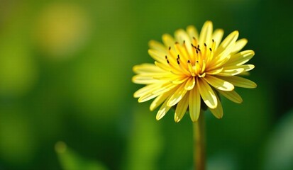 Dainty dandelion with yellow and purple stripes in the garden, green, yellow