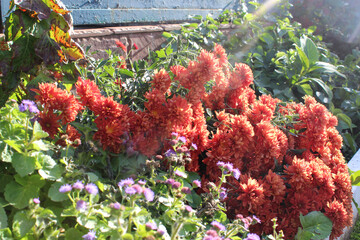 Flowering of garden chrysanthemum
