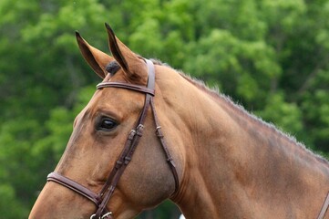 portrait of a horse