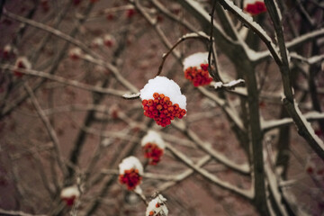 red rowan berries covered with snow on a branch