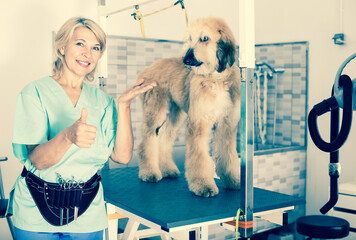 Woman hairdresser posing with Afghan puppy Shepherd in beauty salon for animals