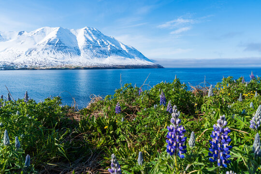 Sommer in den Westfjorden