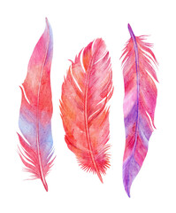Pink Feathers, watercolor illustration