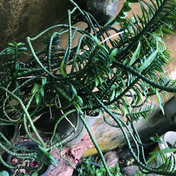 Garuda Raja ,Pedilanthus tithymaloides,plant herbal,Ayurvedic plant