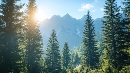 Obraz premium Sunrise over lush pine forest with majestic mountains in backdrop