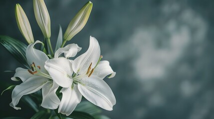 Fototapeta premium Gray background with elegant white lilies, symbolizing mourning and remembrance, with space for text. Suitable for funerals and condolence themes.