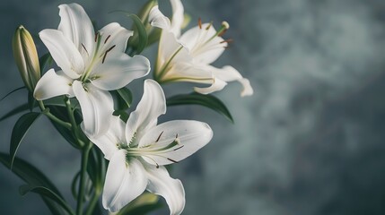 Fototapeta premium Funerals and mourning. Gray background with elegant white lilies with space for text