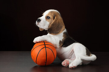 Cute little beagle puppy with a basketball